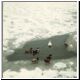 Ducks in an ice hole during the 'big freeze' January 1982